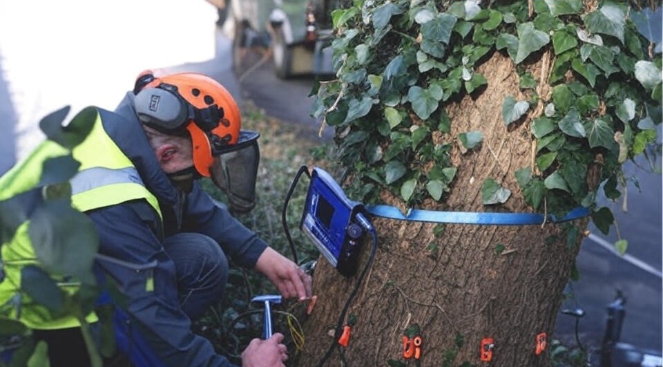Profesjonell-arboristvurdering-i-Oslo
